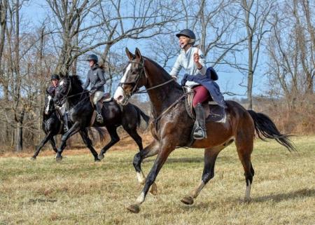 Dutch Warmblood Bay Gelding 17 Hands (Boss)