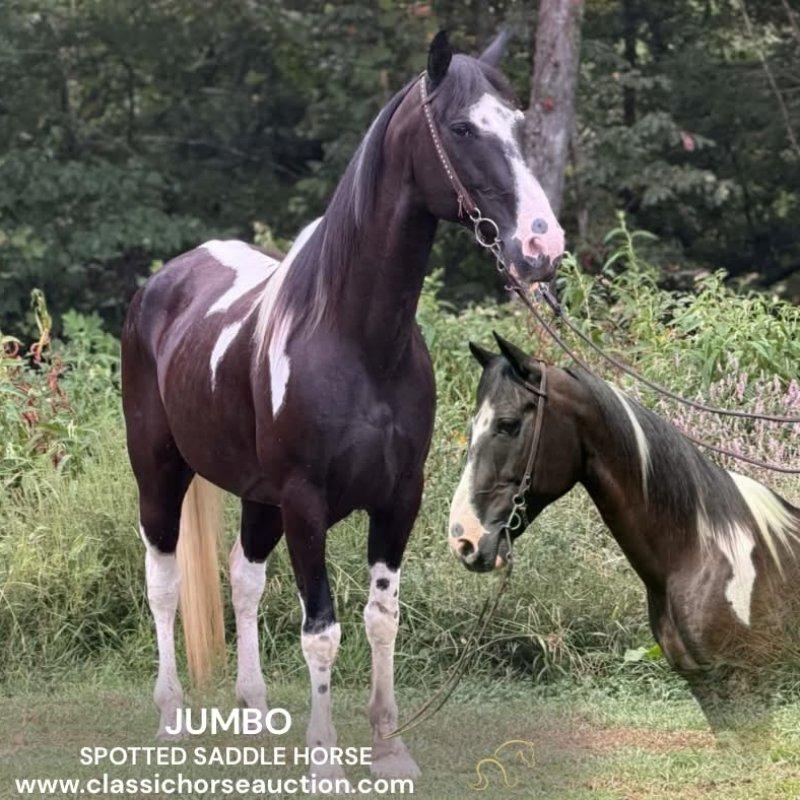 JUMBO