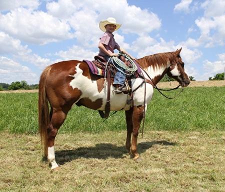 Paint Horse Sorrel Overo Gelding 15 Hands (Bruce Lee)