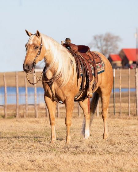 Quarter Horse Palomino Gelding 14.3 Hands (Bishop)