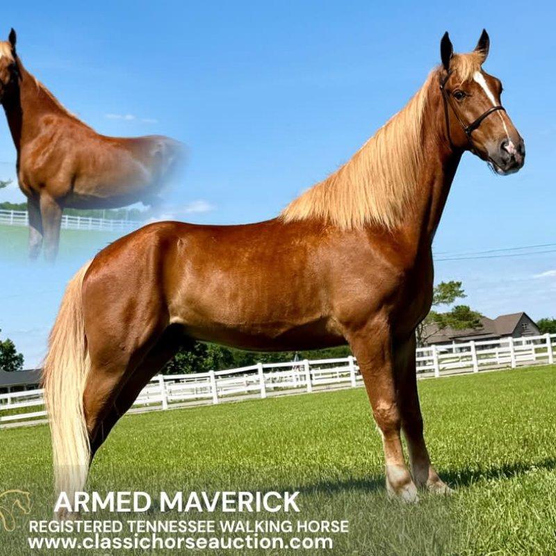 ARMED MAVERICK
