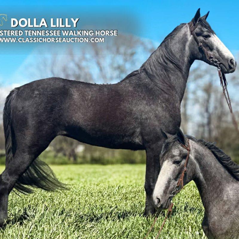DOLLA'S LILLY