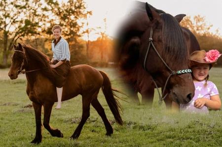 Warlander Gelding For Sale | Thehorsebay.com | Youth/Trail/Ranch