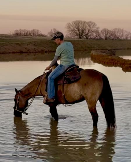 Grulla Missouri Foxtrotter Mare For Sale | Consigned to Thehorsebay.com