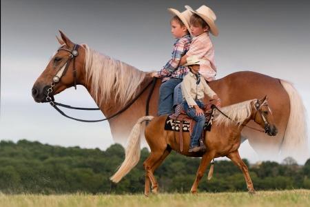 Registered Missouri Foxtrotter Mare For Sale (Gaited/Trail/Youth)