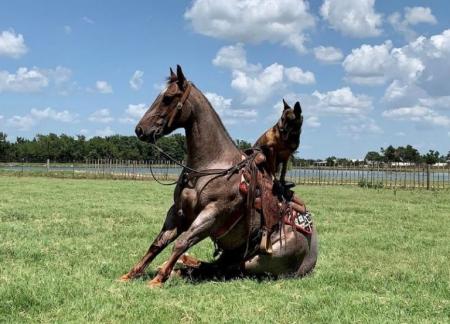 Quarter Horse Red Roan Gelding 15.1 Hands (Alibaba)