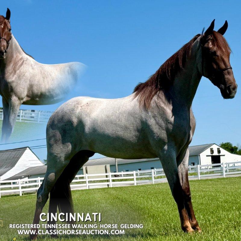 Cincinnati