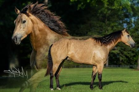 Buckskin AQHA Gelding For Sale | Consigned to Thehorsebay.com