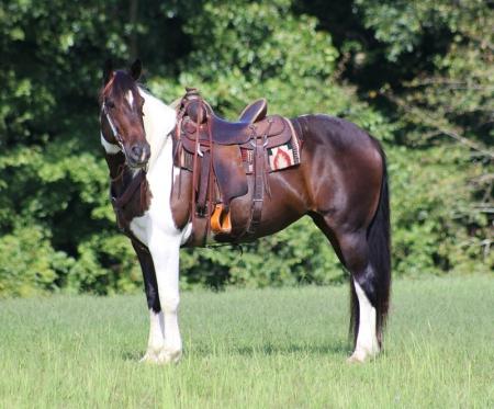 Draft Cross Horse Bay Tobiano Mare 16 Hands (Fiona)