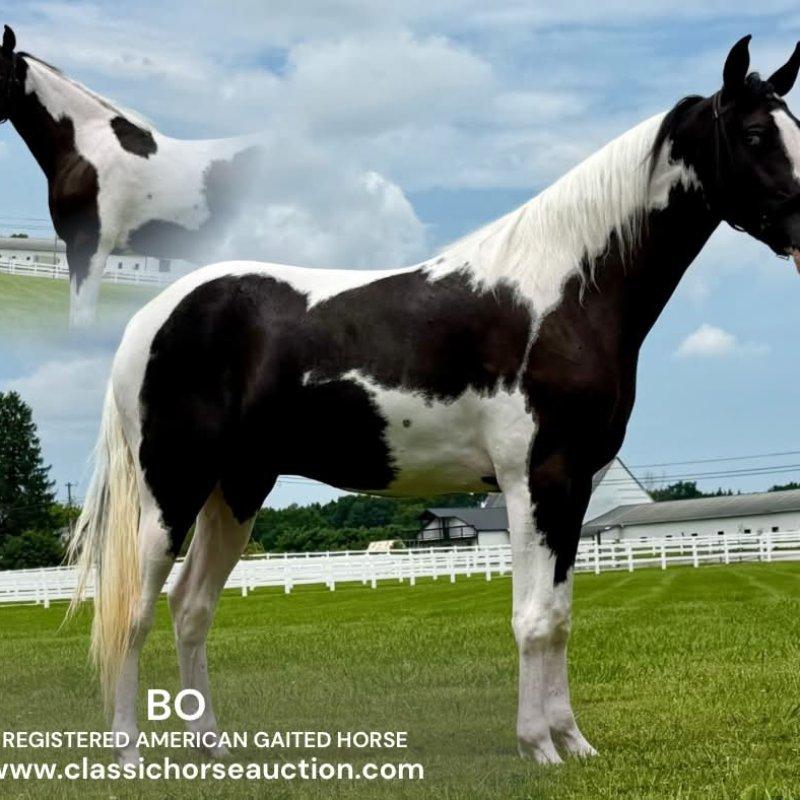 BO