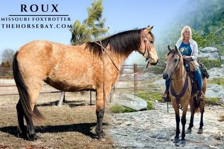 Buckskin Missouri Foxtrotter Gelding (All Around/Trail/Gaited)
