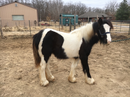 gypsy vanner horses myhorseforsale magick denny kiara lr