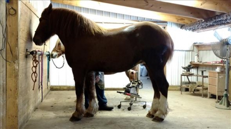 Belgian Horses For Sale - MyHorseForSale.com Equine Classifieds