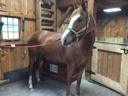 horse quarter horses appendix myhorseforsale lilly