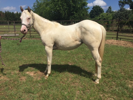 #1 Equine Classifieds, Horses for Sale, Stallions, Trailers, Real ...