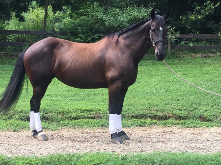 North Carolina Horses For Sale - Myhorseforsale.com Equine Classifieds