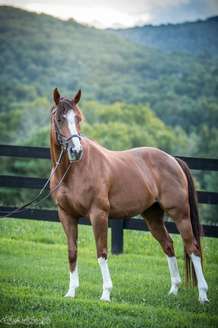 Maryland Horses For Sale - MyHorseForSale.com Equine Classifieds