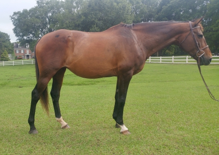 horses alabama myhorseforsale arabella