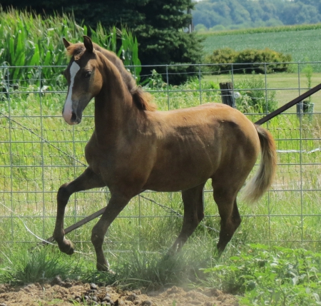 horses illinois myhorseforsale morgan otm season there