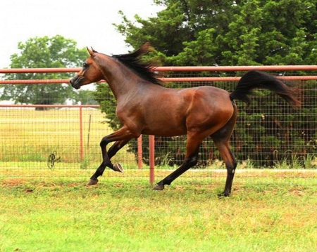 Abyssinian Horses For Sale - MyHorseForSale.com Equine Classifieds