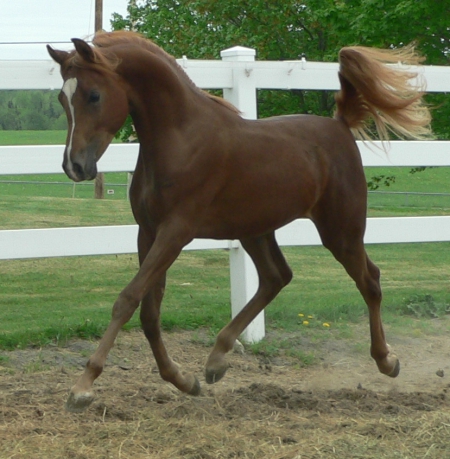 Maine Horses For Sale - MyHorseForSale.com Equine Classifieds