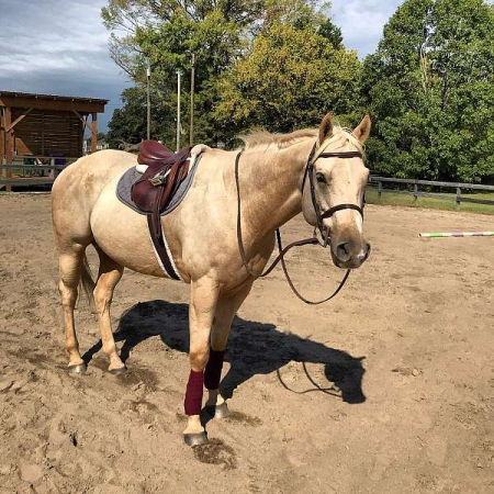 Georgia Quarter Percheron Horses For Sale Or Lease