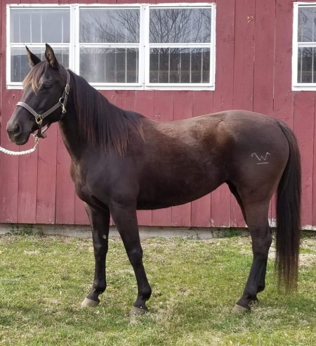 American Quarter Horse Horses For Sale - Myhorseforsale.com Equine 