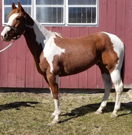 New York Horses For Sale - MyHorseForSale.com Equine Classifieds