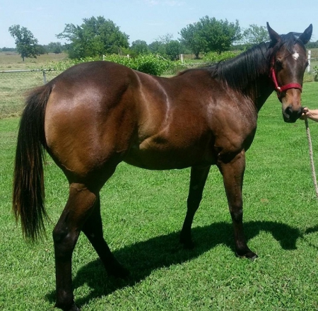 American Quarter Horse Mare For Sale In Oklahoma Dukes Shinin