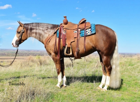 Nebraska Horses For Sale - MyHorseForSale.com Equine Classifieds