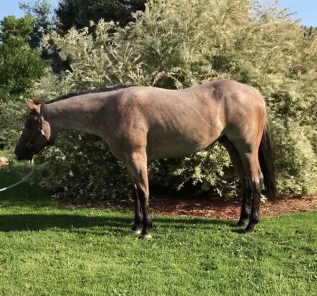 Hurry Free Horses For Sale In Michigan Wont Last - bksbdnv