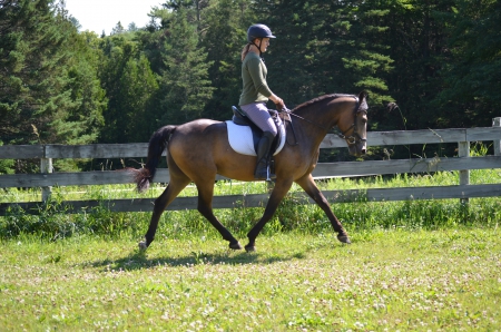 Morgan Gelding For Sale In Vermont - Duke - MyHorseForSale ...