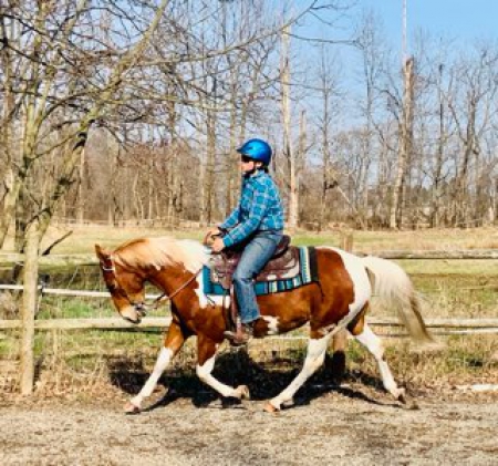 American Paint Horses For Sale - MyHorseForSale.com Equine Classifieds