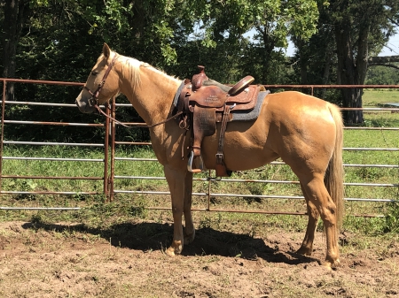 American Quarter Horse Mare For Sale In Texas - Reinin On Sunday ...