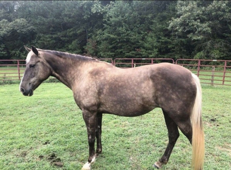 Mississippi Horse