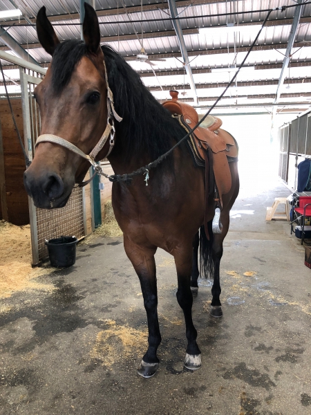 Appendix Quarter Horse Gelding Fo