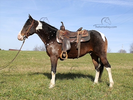 For Sale - - MyHorseForSale.com Equine Classifieds