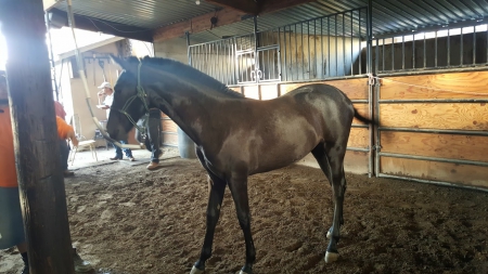 Updated Today Horses For Sale All Breeds All Disciplines All States