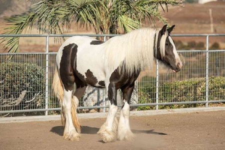 Gypsy Vanner Horses For Sale Myhorseforsale Com Equine Classifieds
