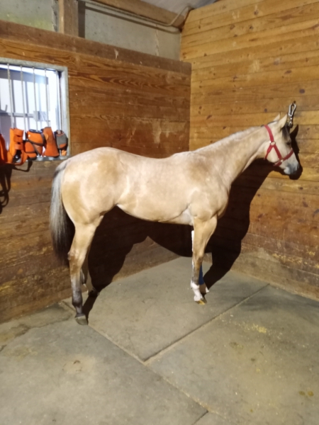 Buckskin Horses For Sale Myhorseforsale Com Equine Classifieds