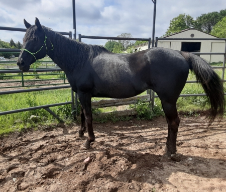 Minnesota Horses For Sale - Myhorseforsale.com Equine Classifieds