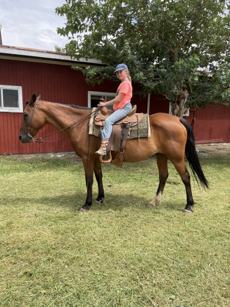 Updated Today: Horses For Sale. All Breeds. All Disciplines. All States.