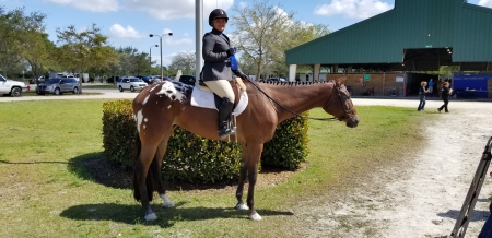 Indy, Appaloosa Gelding for sale in Florida