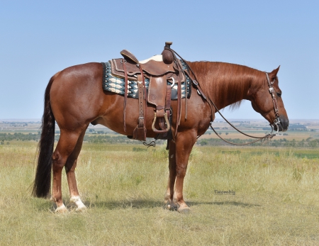 Topsail Spark, American Quarter Horse Gelding for sale in Nebraska