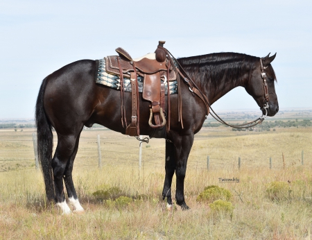 Bandits Steel, American Quarter Horse Gelding for sale in Nebraska