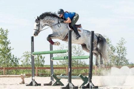 Indi, Irish Sport Horse Gelding for sale in Florida