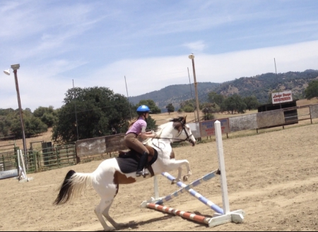 Indy, Other Mare for sale in California
