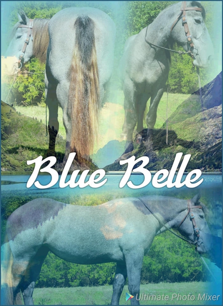 Blue Belle, Draft Cross Mare for sale in Missouri