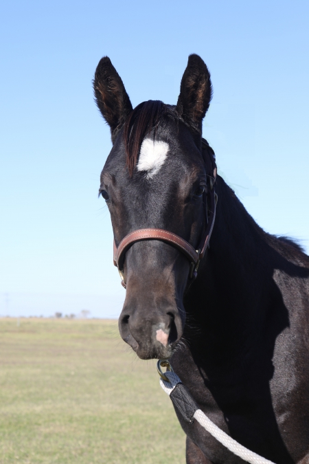 Smokin Sierra Boon, American Quarter Horse Stallion for sale in California