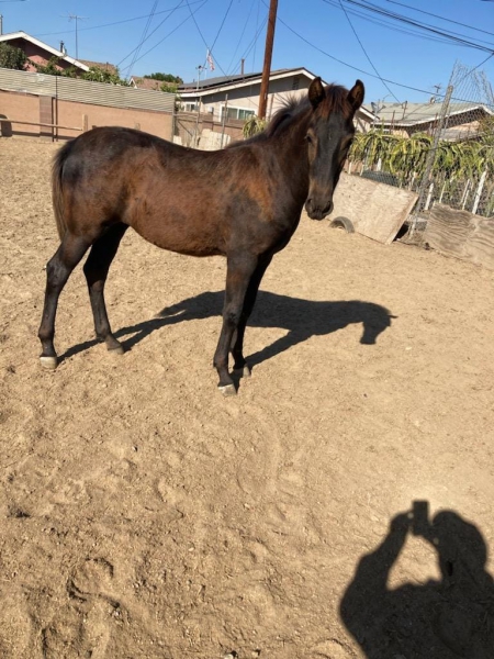 un named, Andalusian Filly for sale in California